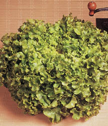 Salad Bowl Looseleaf Lettuce